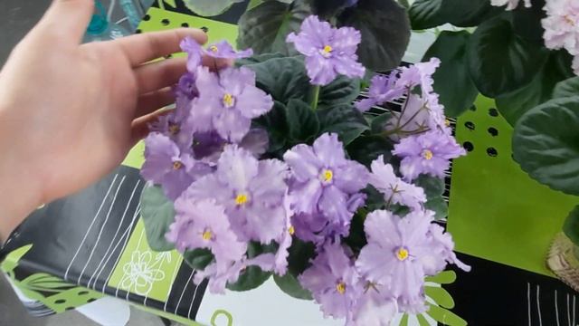 Самые КРАСИВЫЕ цветущие фиалки. Шапочно цветущие фиалки, обзор 7 сортов из моей коллекции смотреть онлайн