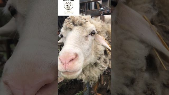 Бонитировка на ферме ГОЛДЕН ЛАМБ смотреть онлайн
