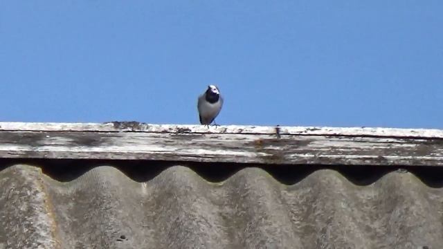 Птичка трясогузка Как выглядит трясогузка смотреть онлайн