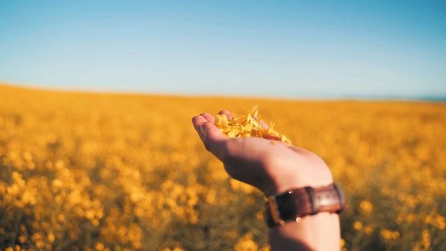 Svaka kuća mora da ga ima. KAKO NAPRAVITI MELEM OD NEVENA i šta sve leči смотреть онлайн