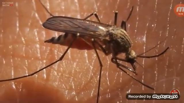 Смешные Моменты с Животными