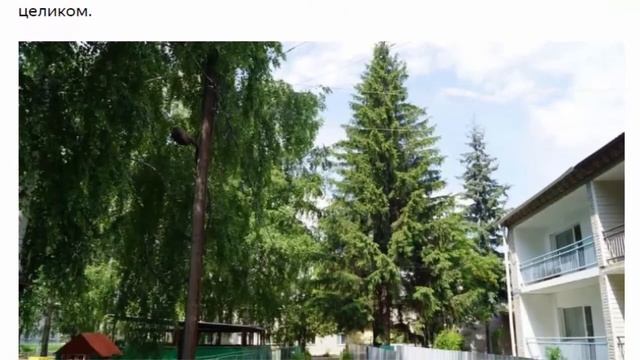 Благородные хвойные в ландшафтном дизайне дачи и сада смотреть онлайн