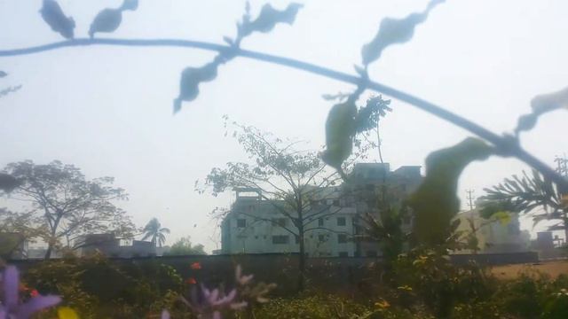 আমার পছন্দের নীল মনি লতা ফুল || Petrea Spinning Flowers || смотреть онлайн