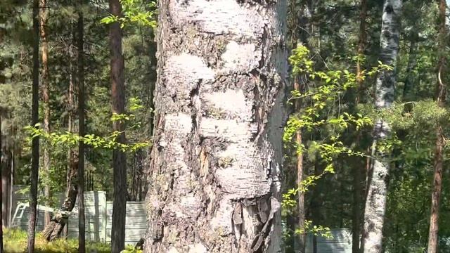 Белки живые, а Орлы из дерева ))