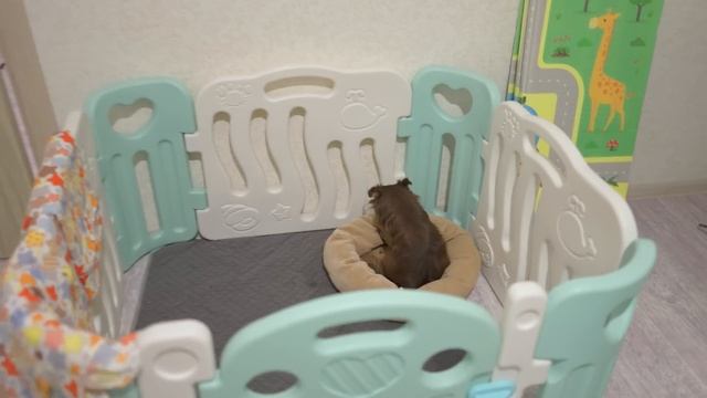 Самые сложные роды чихуахуа. Всё пошло не по плану. смотреть онлайн