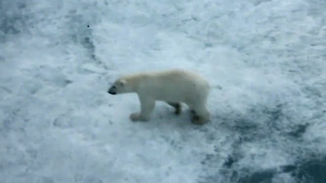Белые медведи смотреть онлайн