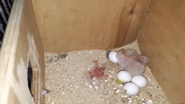 нас уже 4)) птенцы у какариков