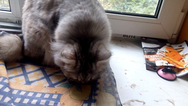 Кошка ест сыр лапкой смотреть онлайн