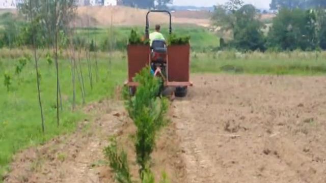 Planting Green Giant Evergreen Transplants смотреть онлайн
