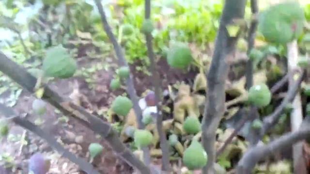 Второй урожай инжира,средняя полоса смотреть онлайн