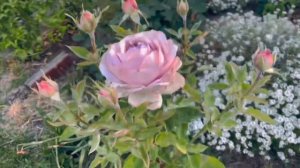 The Pride Rose Spring 2023