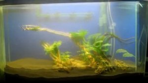 Запуск аквариума 200 литров