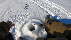 Отличный окунь собрался на моём любимом месте. Зимняя рыбалка. Зимняя рыбалка на Онежском озере.