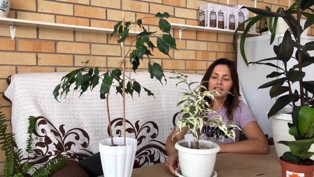 ФИКУСЫ МОЯ КОЛЛЕКЦИЯ ОБЗОР И УХОД смотреть онлайн