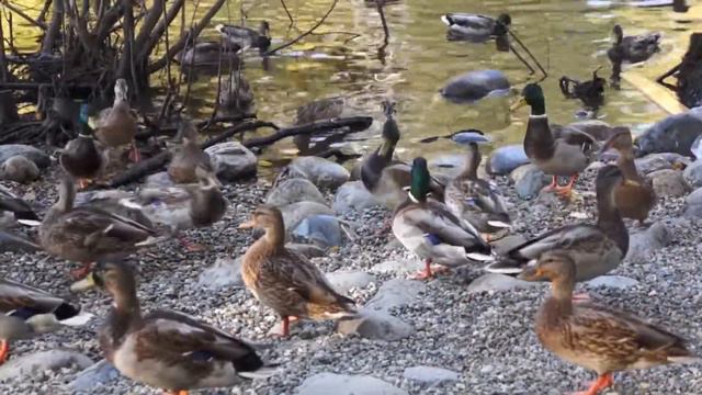 Футаж Академгородок Осень Улицы Воеводского и Академическая 000613 смотреть онлайн