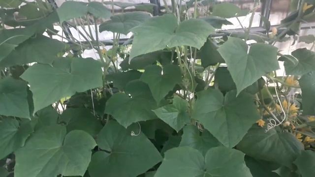 Профилактика грибковых заболеваний для огурцов смотреть онлайн