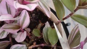 Традесканция Нанук (Tradescantia Nanouk) - затмевающее красочное растение