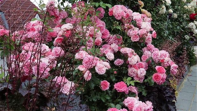 Hystad rosehage 2019. Rose Garden, Sandefjord, Norway смотреть онлайн