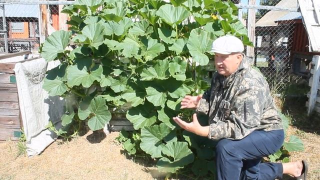 КАК ПРАВИЛЬНО ФОРМИРОВАТЬ ТЫКВУ. смотреть онлайн