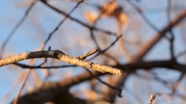 Медведь умолял снять колючую проволоку! То что сделали охотники ужасает смотреть онлайн