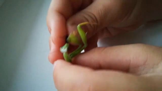 Богомол кушает клопа солдатика /mantis eating bug смотреть онлайн