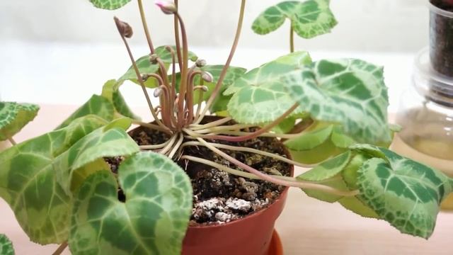 ЦИКЛАМЕН:грунт,полив,освещение смотреть онлайн