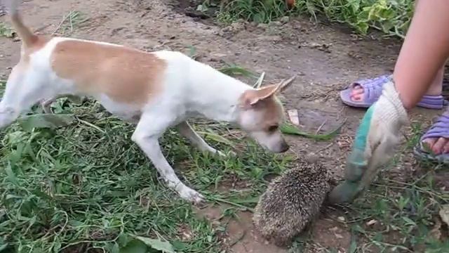 Знакомство с ёжиком смотреть онлайн
