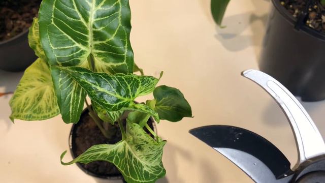 How To Propagate Plants: Water Propagation for Vining/Trailing Plants смотреть онлайн