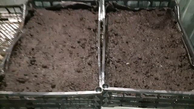 Малина Джоан Джей !!! +Размножение малины крапивкой!!! #малинаджоанджей #размножениемалины смотреть онлайн