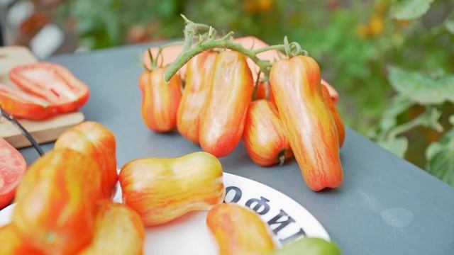 Томат, урожай которого достигает 16 кг / кв.м – ПЕРЦЕВИДНЫЙ ПОЛОСАТЫЙ ТОМАТ смотреть онлайн