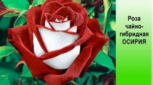 Роза чайно-гибридная ОСИРИЯ