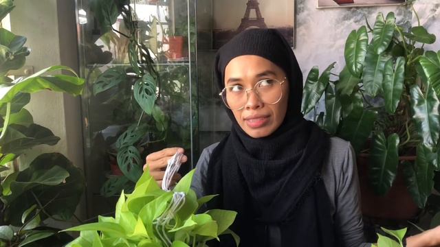 MY Plant Of The Day - Neon Pothos Plant Care | Lemon Lime Pothos Care