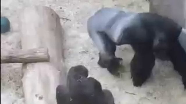Bacha Biki, jde Richard... смотреть онлайн