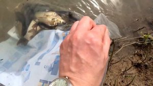 Эксперимент по росту карпа и белого амура в маленьком пруду. Часть 1 Зарыбление пруда (05.05.2018г)