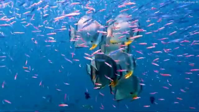 Sacred Aquarium 4K ? Discover Beautiful Coral Reef Fish with Relaxing Sleep Meditation Music смотреть онлайн