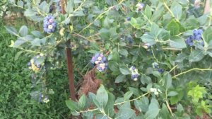 ГОЛУБИКА! Сорт ТОРО(TORO)! Высокоурожайный, вкусный сорт!