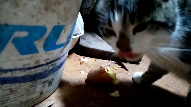 Кот Семён кушает картошку смотреть онлайн