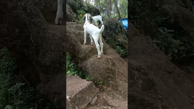 #shorts My Little Goat's Playing Time/Funny/Aadu Valarthal смотреть онлайн