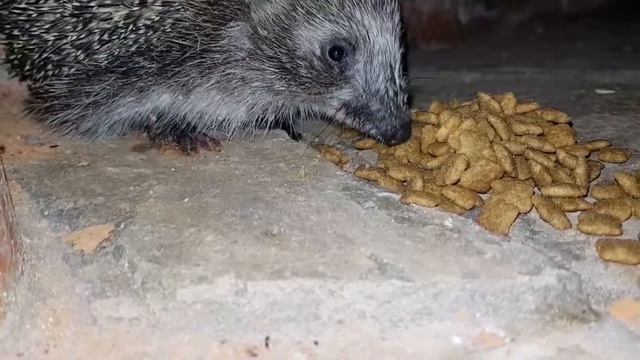 Как приучить ежика смотреть онлайн