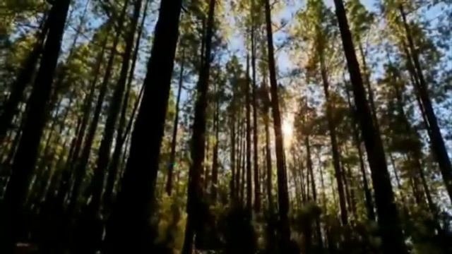 Самая красивая композиция Ричарда Клайдермана Лунное танго смотреть онлайн