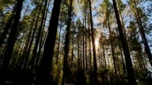 Самая красивая композиция Ричарда Клайдермана  Лунное танго