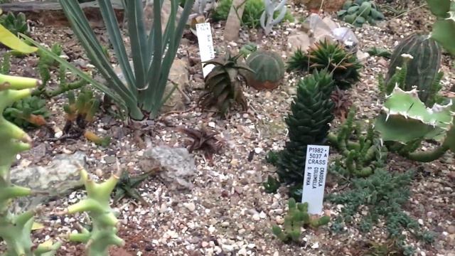 Kaktüs serası|Danimarka'da inanılmaz Botanik bahçesi |Dunyanin her yerinden gelen bitkiler | #sera смотреть онлайн