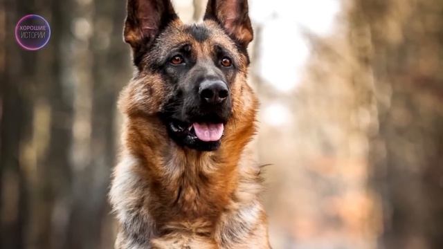 Парень женился на дочери алкоголиков. А когда встать самостоятельно она уже не могла, появился... смотреть онлайн