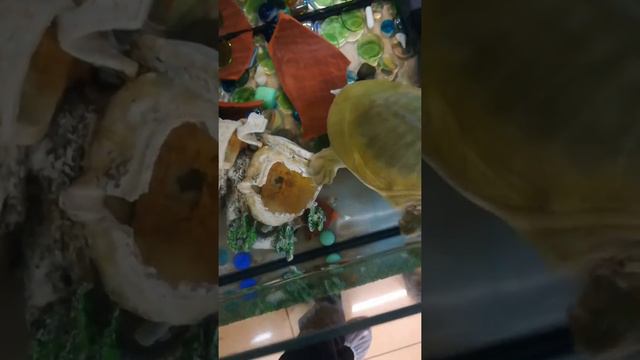 Черепаха Трионикс 7 марта 2020 г. смотреть онлайн