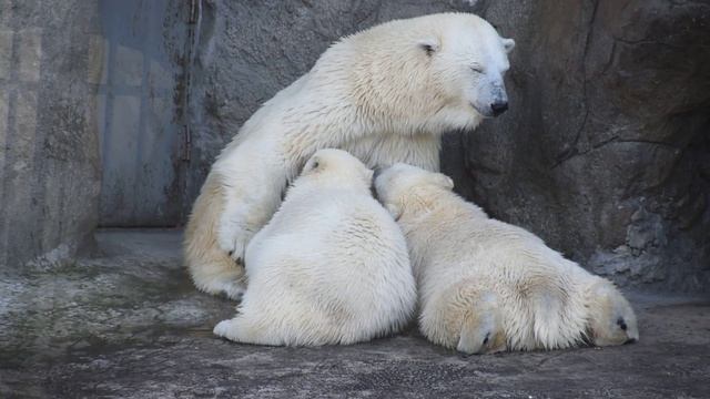 Simona the polat bear(Белая медведица Симона) nurses her twin cubs at Moscow Zoo смотреть онлайн