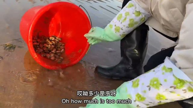 這回真的是來了回不去了，蛤蜊撿到手抽筋，太爽了【牛牛趕海海鮮】 смотреть онлайн
