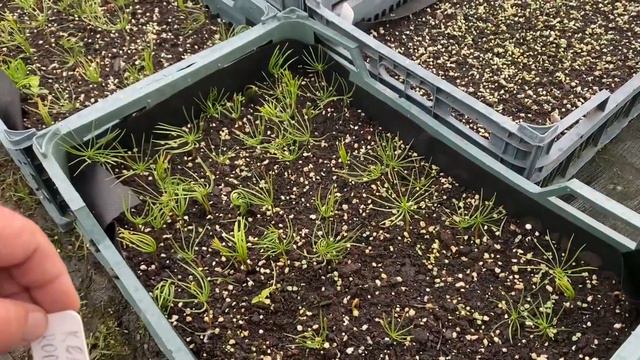 Кедровая корейская сосна