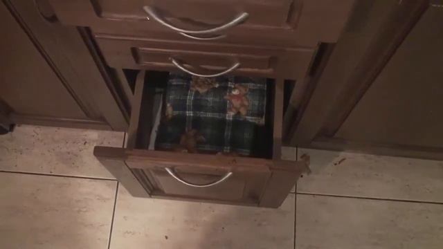 Белый хорек в шкафчике смотреть онлайн