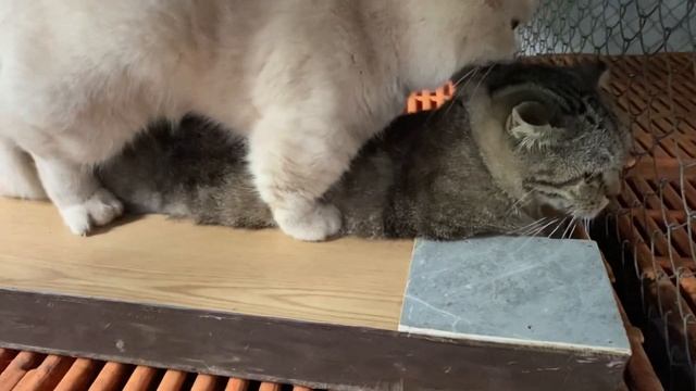 Cat in heat ? || Munchkin Mate || Cat breeding ? смотреть онлайн