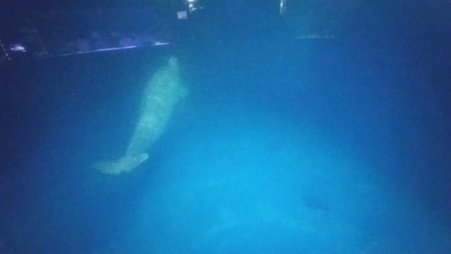 Моря и океаны Белуха смотреть онлайн